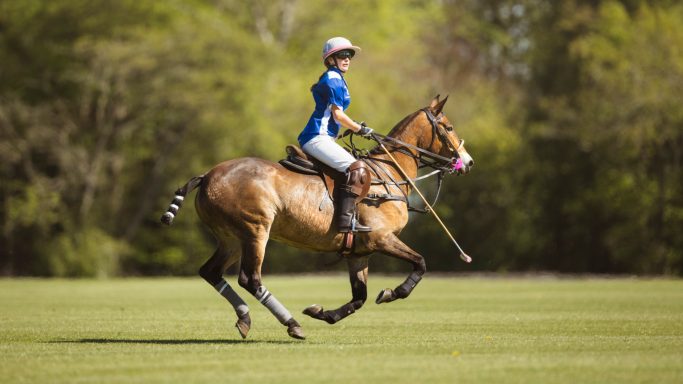 Horse and rider Polo player in a blue shirt riding a chestnut horse across the field